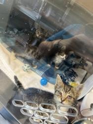 Shelter Stray Male Cat last seen Near Hague Rd - Ritchey Woods, HC Strays by Out of County Residents, IN, 10501 Hague Rd, Fishers, IN 46038, USA