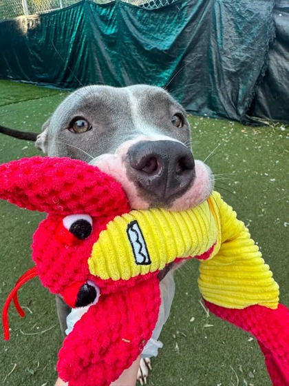 Shelter Stray Female Dog last seen Near Frankford Ave, Baltimore, MD 21206, 21206, MD, 2490 Giles Rd, Baltimore, MD 21225, USA