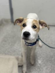 Shelter Stray Male Dog last seen Near Normount Ct., 21216, MD, 2490 Giles Rd, Baltimore, MD 21225, USA
