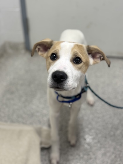 Shelter Stray Male Dog last seen Near Normount Ct., 21216, MD, 2490 Giles Rd, Baltimore, MD 21225, USA