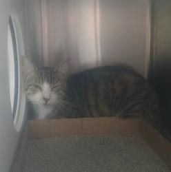 Shelter Stray Male Cat last seen Near Block Harmison St, 21223, MD, 2490 Giles Rd, Baltimore, MD 21225, USA
