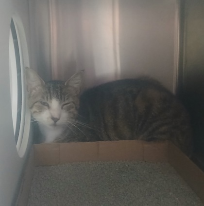 Shelter Stray Male Cat last seen Near Block Harmison St, 21223, MD, 2490 Giles Rd, Baltimore, MD 21225, USA