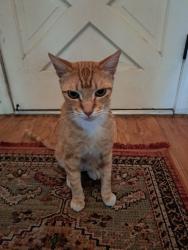 Lost Male Cat last seen Wall between Extended Stay and Elks Lodge, Fremont, CA 94536
