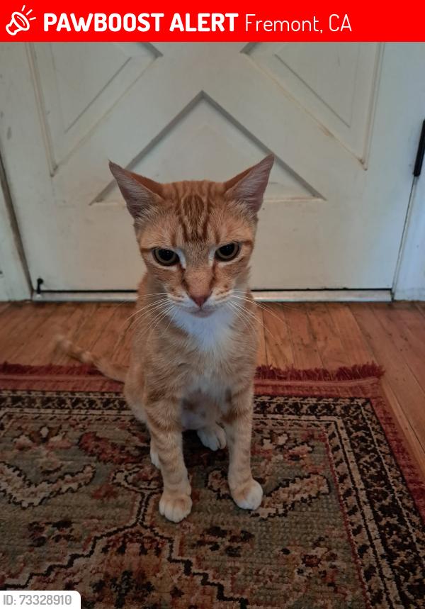 Lost Male Cat last seen Wall between Extended Stay and Elks Lodge, Fremont, CA 94536
