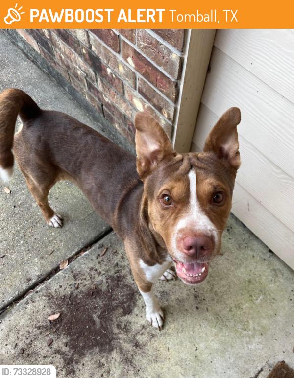 Found/Stray Male Dog last seen Grand Ashford @ Northam Drive., Tomball, TX 77375
