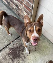 Found/Stray Male Dog last seen Grand Ashford @ Northam Drive., Tomball, TX 77375