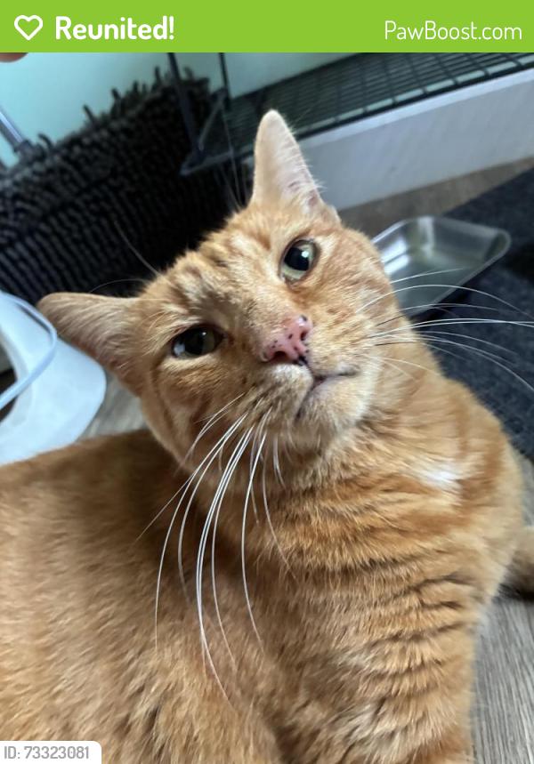 Reunited Male Cat last seen St Patrick’s Church in Fountain Square, Indianapolis, IN 46203