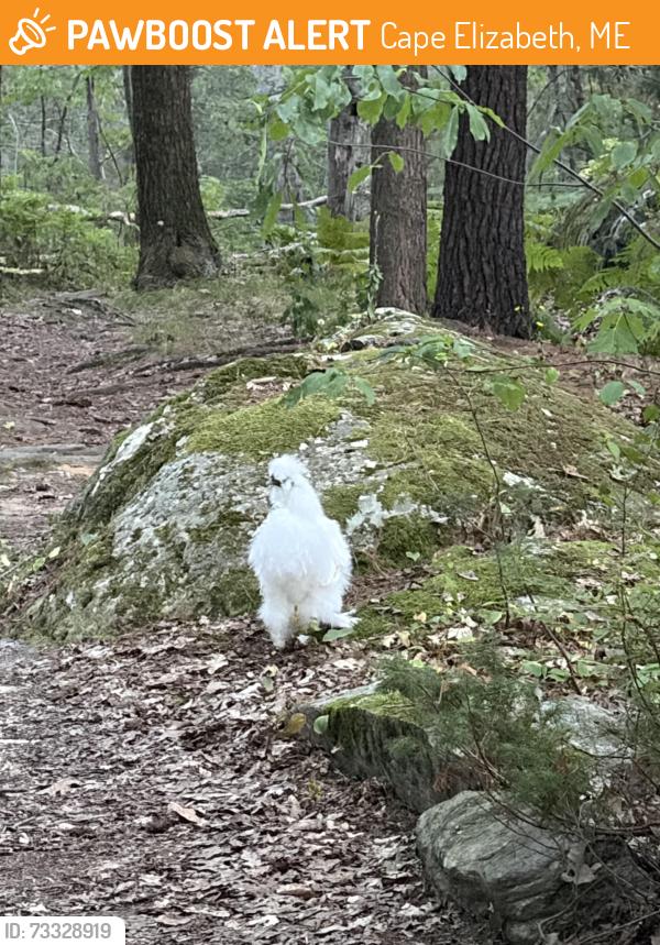Found/Stray Unknown Bird last seen Glenden Rd and High Bluff rd in Oakhurst, Cape Elizabeth, ME 04107