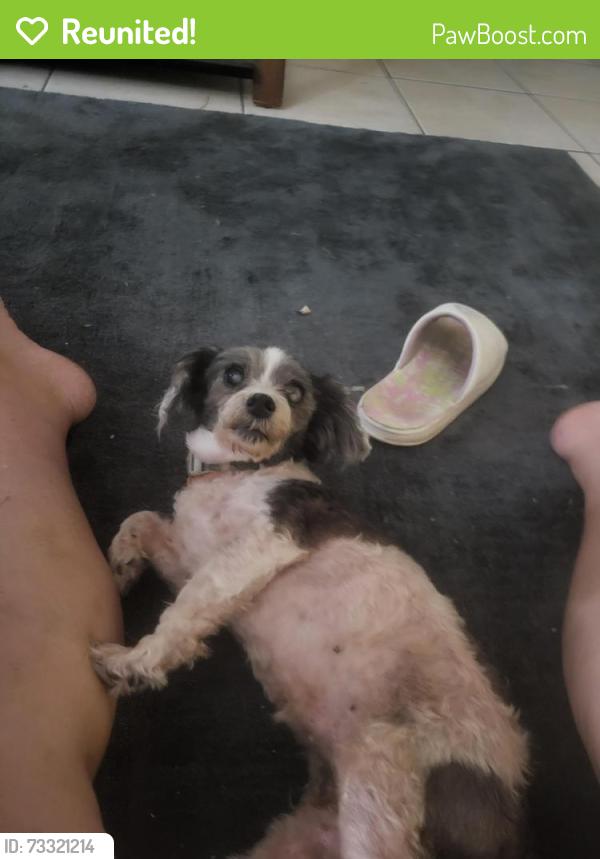 Reunited Female Dog last seen Pasadena, Longwood, FL 32750