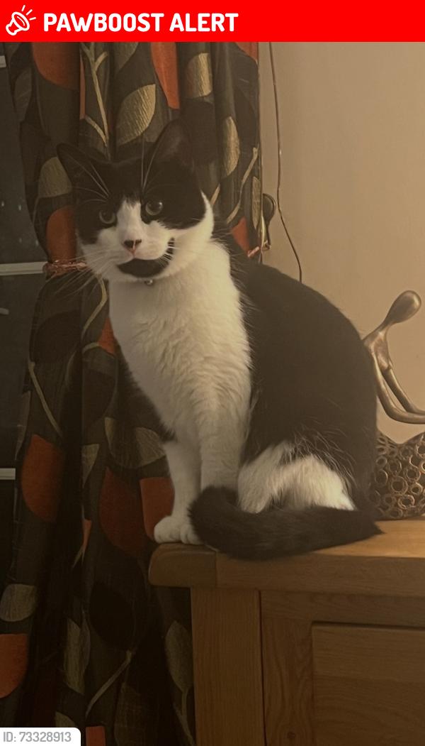 Lost Male Cat last seen TS6 0JN, Redcar and Cleveland, England TS6 0JN