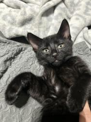 Lost Male Cat last seen Near N monticello around the elementary school and the alleys around there and on the block on 648 M Monticello, Chicago, IL 60624