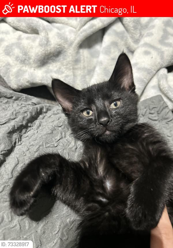 Lost Male Cat last seen Near N monticello around the elementary school and the alleys around there and on the block on 648 M Monticello, Chicago, IL 60624