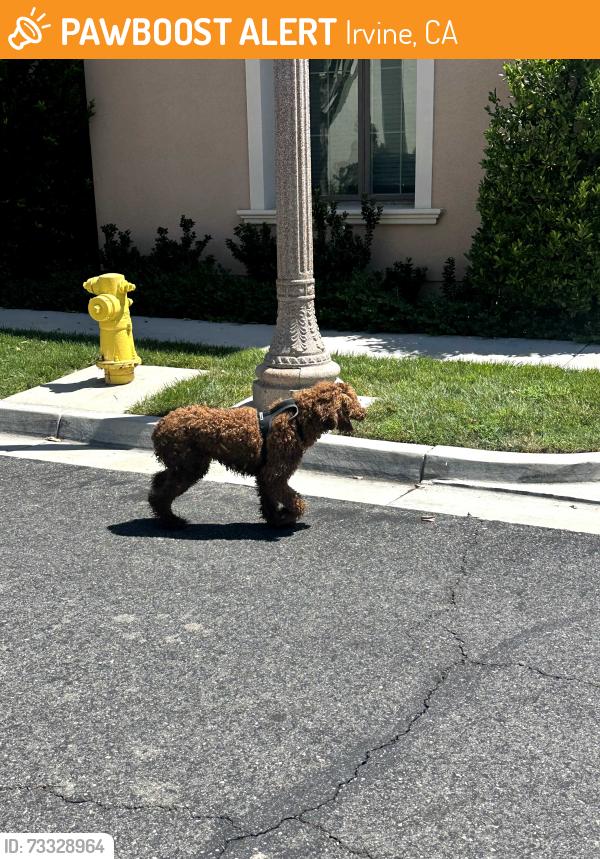 Found/Stray Unknown Dog last seen Encanto, Irvine, CA 92637