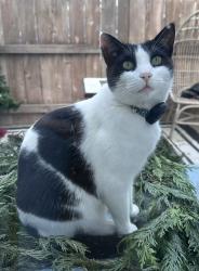 Reunited Male Cat last seen National Ave and Sigsbee, San Diego, CA 92113