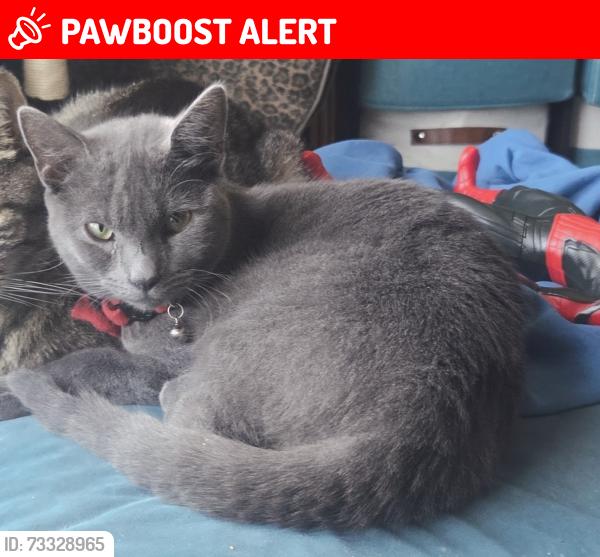 Lost Male Cat last seen Sicklerville road, Winslow Township, NJ 08081