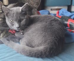 Lost Male Cat last seen Sicklerville road, Winslow Township, NJ 08081