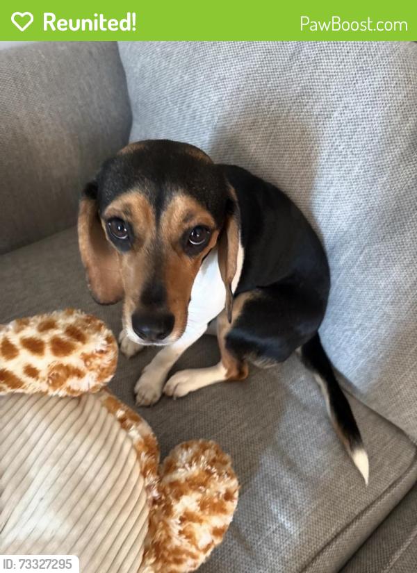 Reunited Female Dog last seen Parkland Dr, Aspen Hill, MD 20853, USA, Aspen Hill, MD 20853