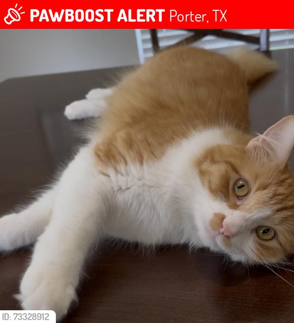 Lost Male Cat last seen Near Cascade Mountain dr Porter Tx 77365, Porter, TX 77365