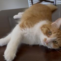 Lost Male Cat last seen Near Cascade Mountain dr Porter Tx 77365, Porter, TX 77365