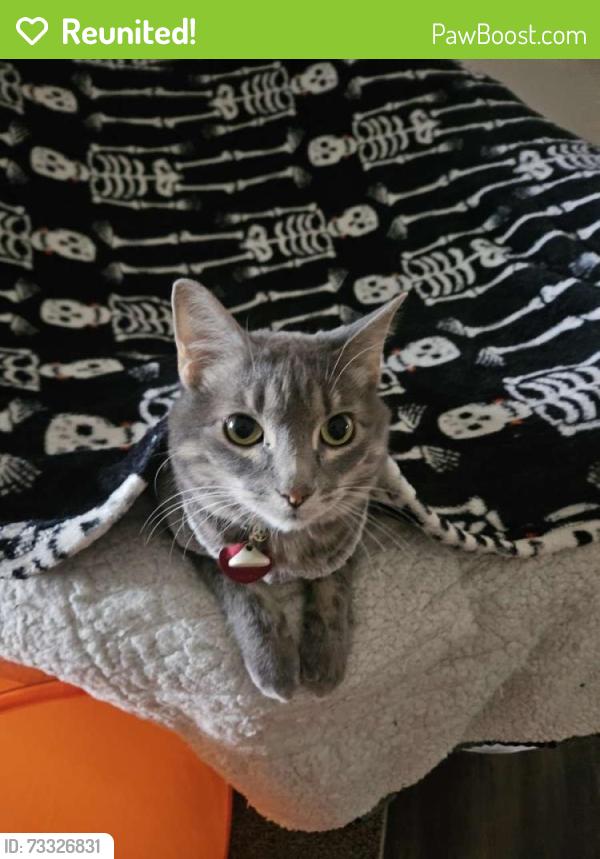 Reunited Female Cat last seen Near 17th St S, Fargo, ND 58103
