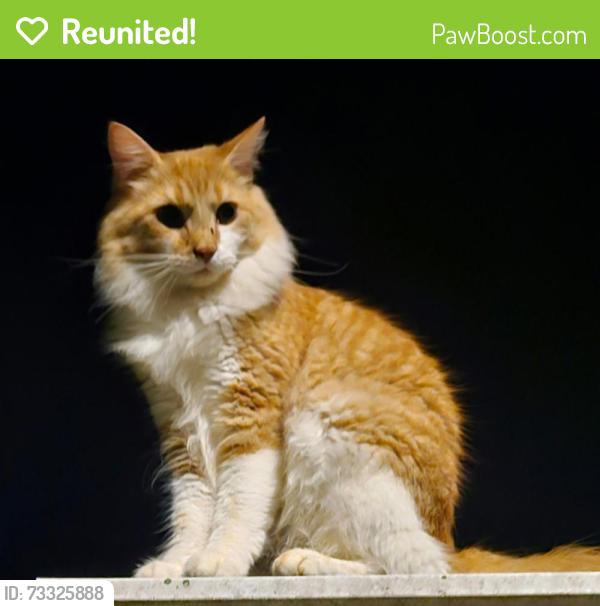 Reunited Male Cat last seen Golden Strip, Mauldin, SC 29662