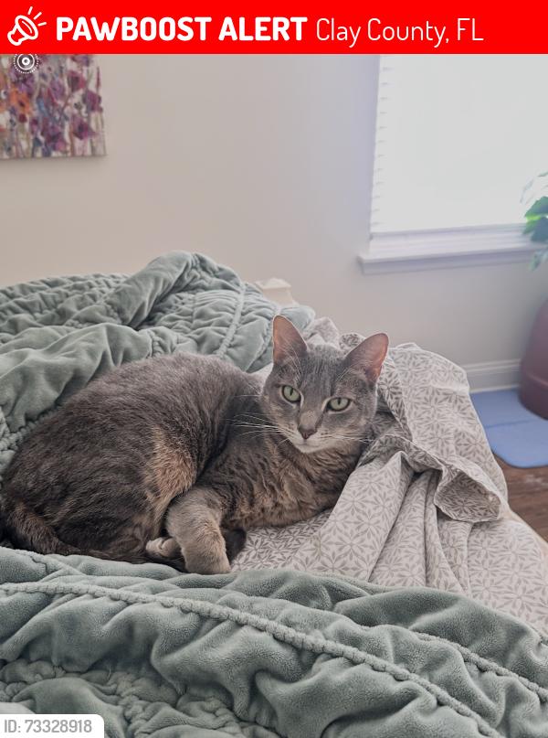 Lost Female Cat last seen Hwy 17 and Russell Rd, Clay County, FL 32043