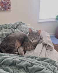 Lost Female Cat last seen Hwy 17 and Russell Rd, Clay County, FL 32043