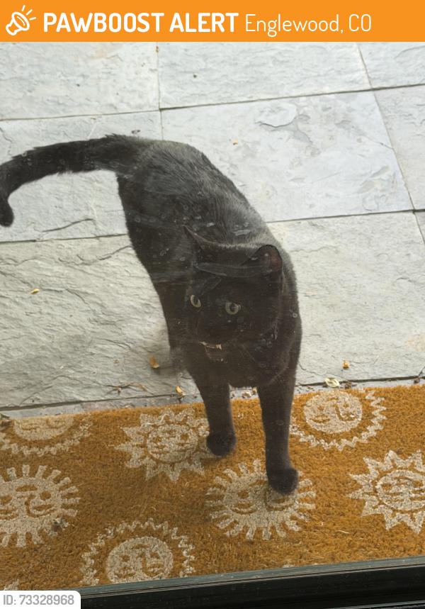 Found/Stray Unknown Cat last seen S Vine St at Eastman, Englewood, CO 80113