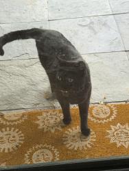 Found/Stray Unknown Cat last seen S Vine St at Eastman, Englewood, CO 80113