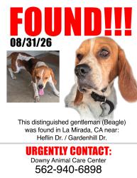 Found/Stray Male Dog last seen Heflin and Gardenhill, La Mirada, CA 90638