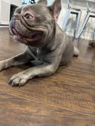 Reunited Male Dog last seen Misty Oaks and Grissom by Cathedral Rock Park, San Antonio, TX 78250