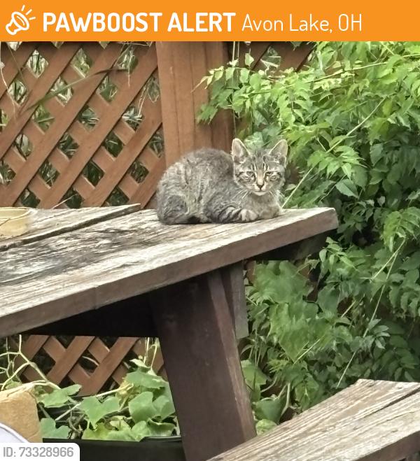 Found/Stray Unknown Cat last seen Chelsea and Moore, Avon Lake, OH 44012