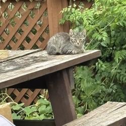Found/Stray Unknown Cat last seen Chelsea and Moore, Avon Lake, OH 44012