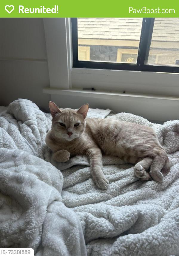 Reunited Male Cat last seen Silverlake, Los Angeles, CA 90026