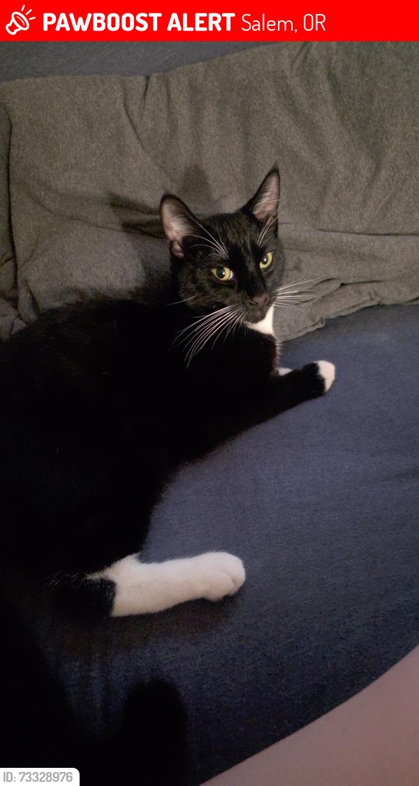 Lost Male Cat last seen 17th and State near word of mouth, Salem, OR 97301