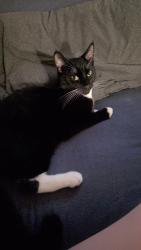 Lost Male Cat last seen 17th and State near word of mouth, Salem, OR 97301