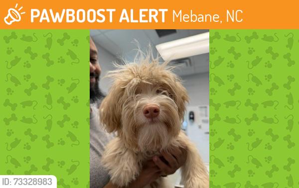 Found/Stray Male Dog last seen Grand Oaks Blvd, Mebane, NC 27302
