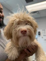 Found/Stray Male Dog last seen Grand Oaks Blvd, Mebane, NC 27302