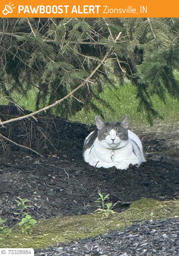 Found/Stray Unknown Cat last seen Near Westhaven circle, Zionsville, IN 46077