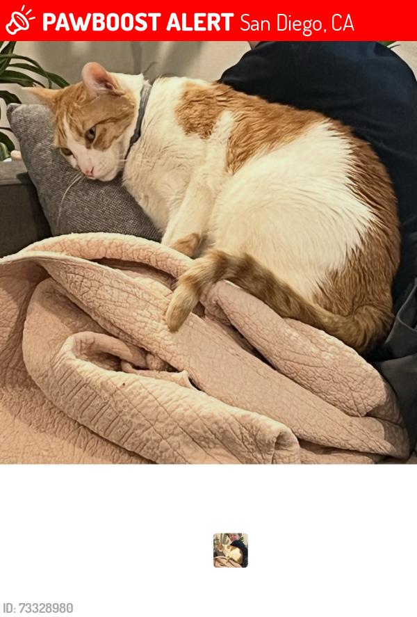 Lost Female Cat last seen Viar and Margerum, San Diego, CA 92120