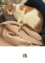 Lost Female Cat last seen Viar and Margerum, San Diego, CA 92120