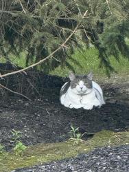 Found/Stray Unknown Cat last seen Near Westhaven circle, Zionsville, IN 46077