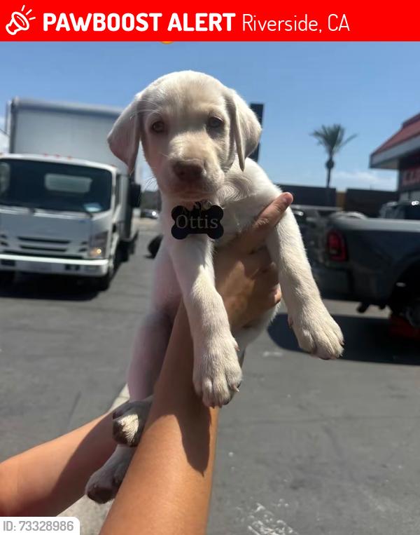 Lost Male Dog last seen Limonite & Fespar, Riverside, CA 92509