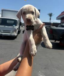 Lost Male Dog last seen Limonite & Fespar, Riverside, CA 92509