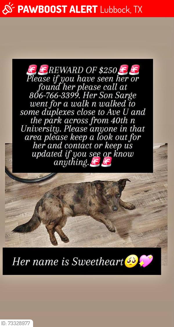 Lost Female Dog last seen Clapp Park near University, Lubbock, TX 79412