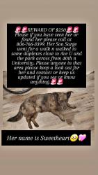 Lost Female Dog last seen Clapp Park near University, Lubbock, TX 79412