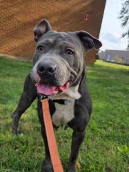 Shelter Stray Female Dog last seen Near Crest Avenue, GLEN BURNIE, MD, 21061, 411 Maxwell Frye Rd, Millersville, MD 21108, USA