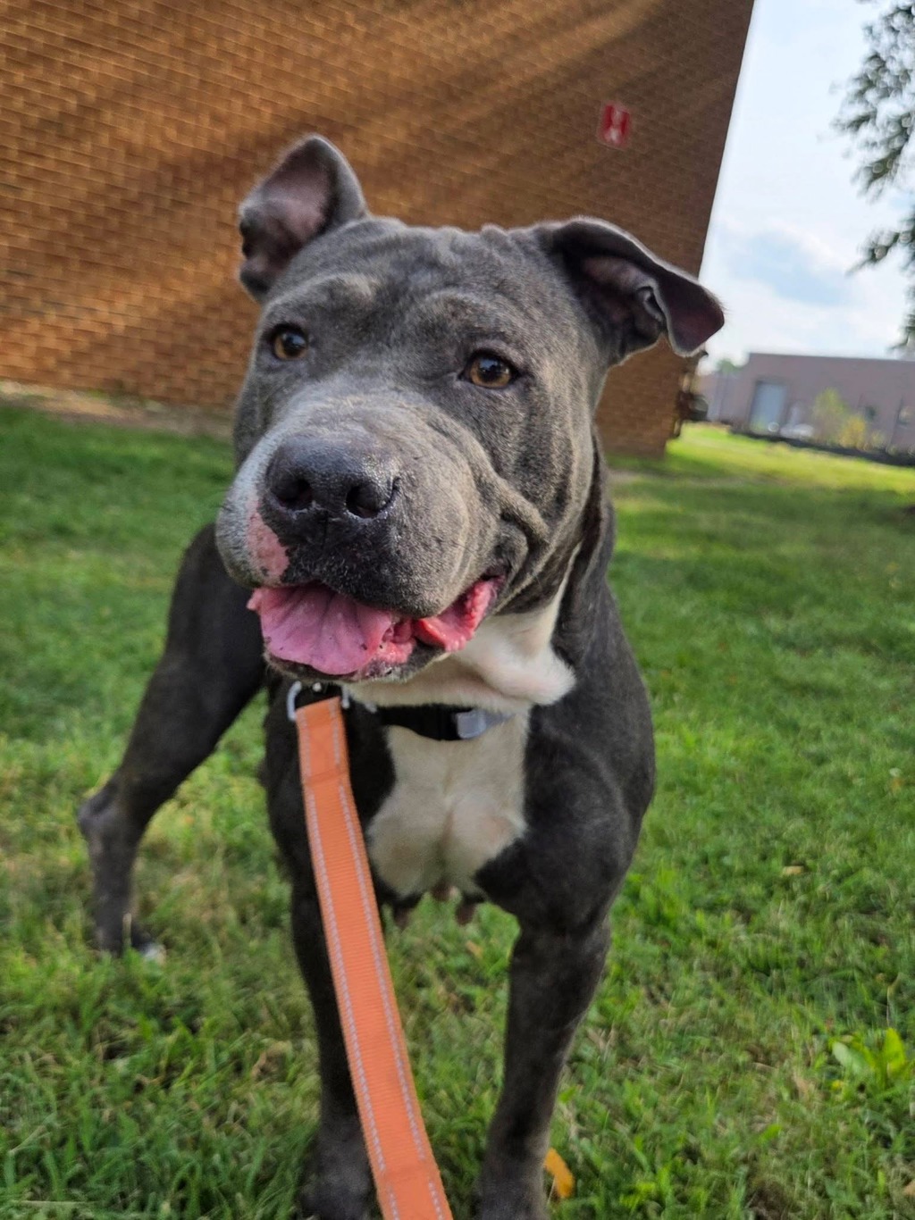 Shelter Stray Female Dog last seen Near Crest Avenue, GLEN BURNIE, MD, 21061, 411 Maxwell Frye Rd, Millersville, MD 21108, USA