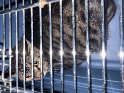 Shelter Stray Unknown Cat last seen Tait Close, VIRGINIA BEACH, VA, 341 S Birdneck Rd, Virginia Beach, VA 23451, USA