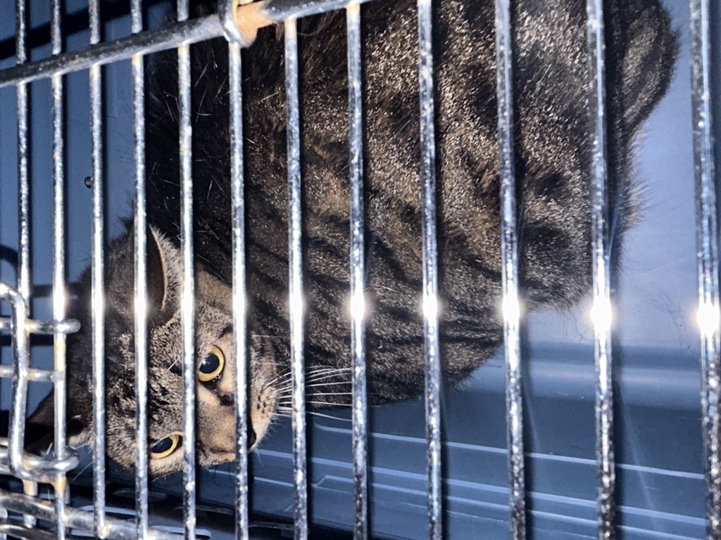 Shelter Stray Unknown Cat last seen Tait Close, VIRGINIA BEACH, VA, 341 S Birdneck Rd, Virginia Beach, VA 23451, USA